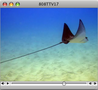 808TTV E.17 - Under The Sea
