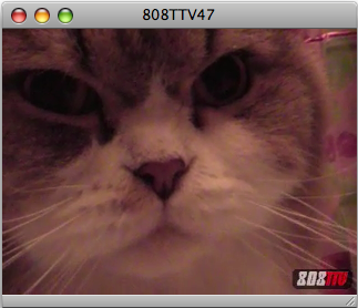 808TTV E.47 - Aloha Cats