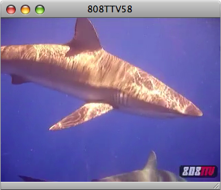 808TTV E.58 - Hawaii Shark Adventure