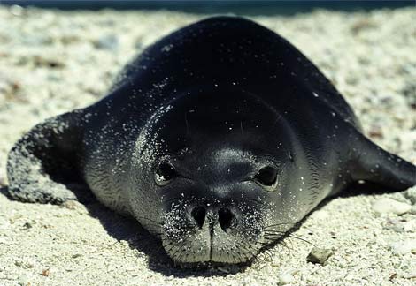 NWHI Hawaiian Monk Seal