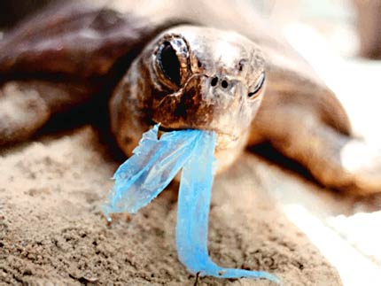 Turtle (Hawaii Starting To Ban Plastic Bags)