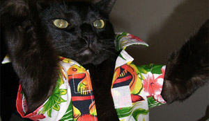 Hawaii Cats Show Off Their Halloween Spirit