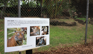 Honolulu Zoo Tiger Cubs (Flickr Â©808Talk)