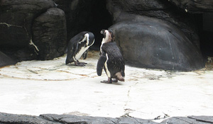 Penguin Colony (Flickr ©victoria.wiseman)