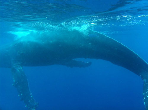 baby-whale-1.jpg