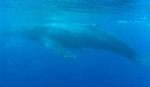 Atlantis Submarines - Whale Encounter