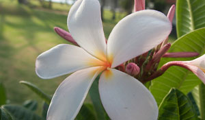 Hawaii Aloha