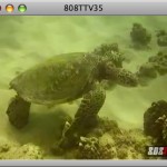 808TTV E.35 – An Electric Dive