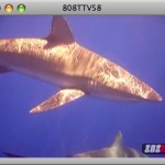 808TTV E.58 – Hawaii Shark Adventure
