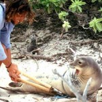 Kauai’s Monk Seal Watch Program