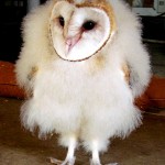 A Big Island Visit to Three Ring Ranch an Exotic Animal Sanctuary